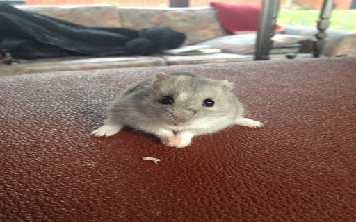 hamster wallpaper  from Chrome web store to be run with OffiDocs Chromium online