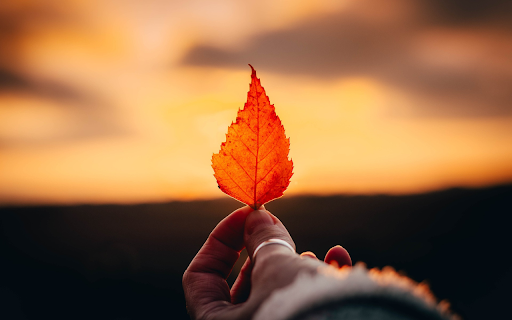 Hand and leaf  from Chrome web store to be run with OffiDocs Chromium online