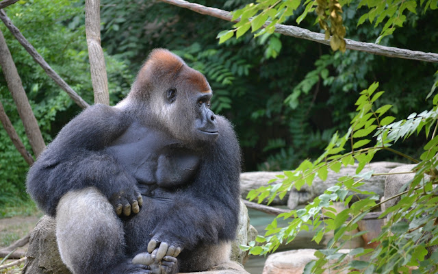 Harambe theme v2 for chromebooks  from Chrome web store to be run with OffiDocs Chromium online
