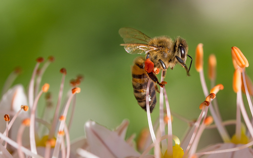 Hardworking bee  from Chrome web store to be run with OffiDocs Chromium online