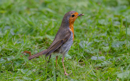 Hardworking bird  from Chrome web store to be run with OffiDocs Chromium online