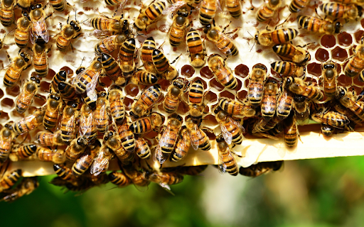 Hardworking worker bees  from Chrome web store to be run with OffiDocs Chromium online