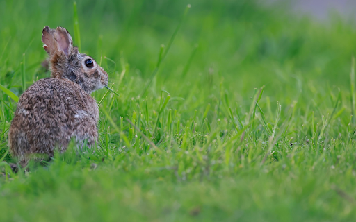 Hare Eating Grass  from Chrome web store to be run with OffiDocs Chromium online