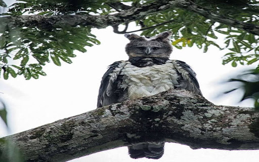 Harpy Eagle Wallpaper  from Chrome web store to be run with OffiDocs Chromium online