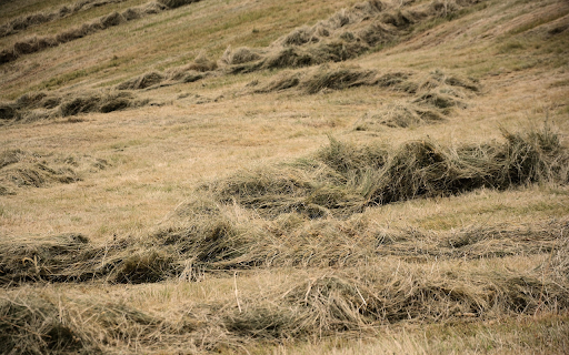 Harvested Meadow  from Chrome web store to be run with OffiDocs Chromium online