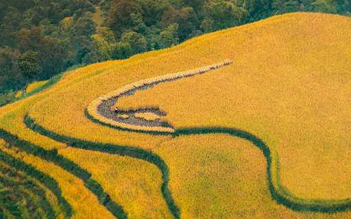Harvesting rice on the hills  from Chrome web store to be run with OffiDocs Chromium online