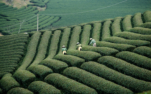 Harvesting tea  from Chrome web store to be run with OffiDocs Chromium online