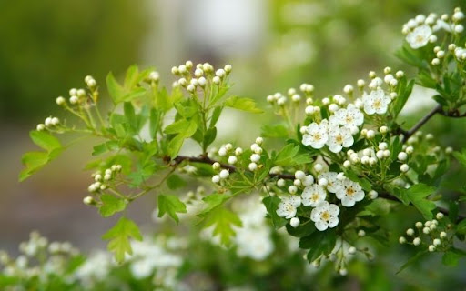 Hawthorn Blossoms in Spring Light  from Chrome web store to be run with OffiDocs Chromium online