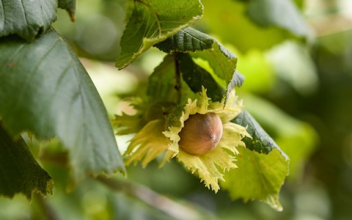 Hazelnut Tree  from Chrome web store to be run with OffiDocs Chromium online