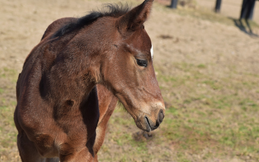 Healthy Brown Horse  from Chrome web store to be run with OffiDocs Chromium online