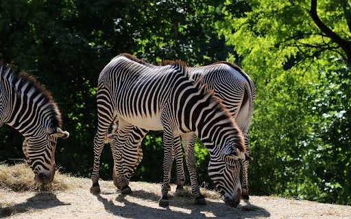 Healthy zebras  from Chrome web store to be run with OffiDocs Chromium online