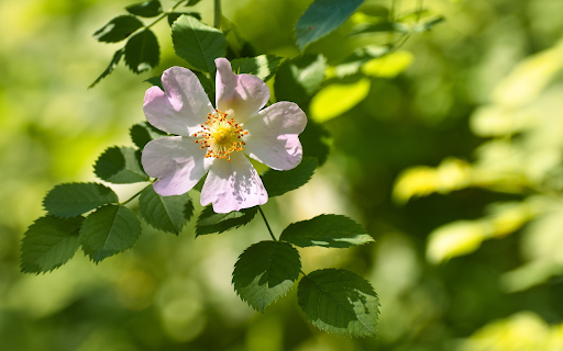 Heart shaped rose petals  from Chrome web store to be run with OffiDocs Chromium online