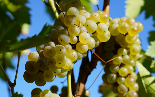 Heavy bunches of grapes  from Chrome web store to be run with OffiDocs Chromium online