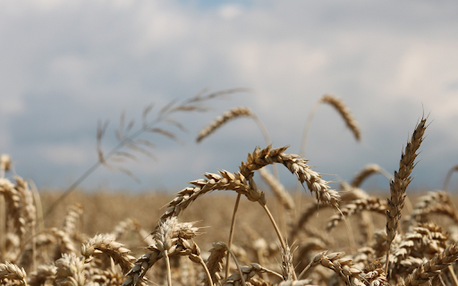 heavy ears of wheat  from Chrome web store to be run with OffiDocs Chromium online