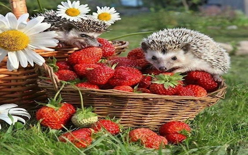Hedgehog and strawberry basket wallpaper  from Chrome web store to be run with OffiDocs Chromium online
