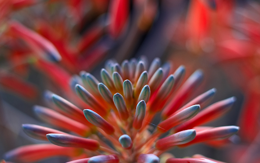 hedgehog flowers  from Chrome web store to be run with OffiDocs Chromium online