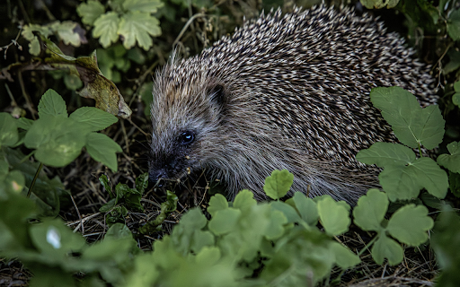 Hedgehog in the bush  from Chrome web store to be run with OffiDocs Chromium online