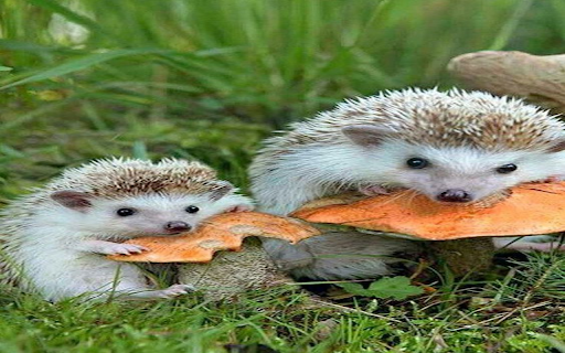 Hedgehog munching on mushrooms wallpape  from Chrome web store to be run with OffiDocs Chromium online