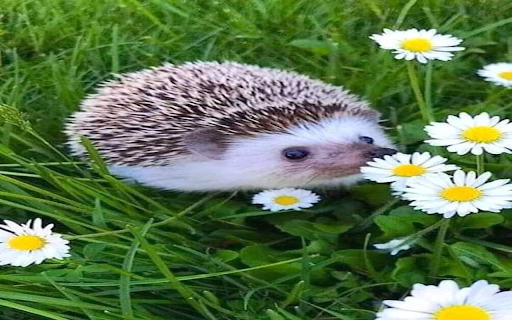 Hedgehog on the lawn wallpaper  from Chrome web store to be run with OffiDocs Chromium online