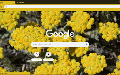 Helichrysum  from Chrome web store to be run with OffiDocs Chromium online
