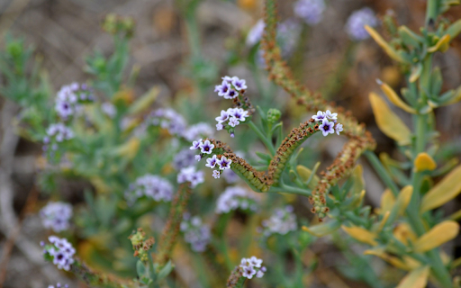 Heliotrope flower  from Chrome web store to be run with OffiDocs Chromium online