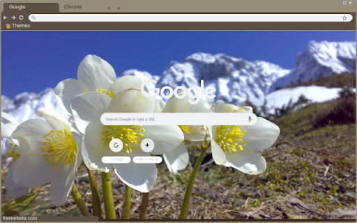 Helleborus Niger  from Chrome web store to be run with OffiDocs Chromium online