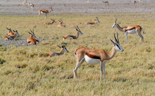 Herd of antelopes and grasslands  from Chrome web store to be run with OffiDocs Chromium online
