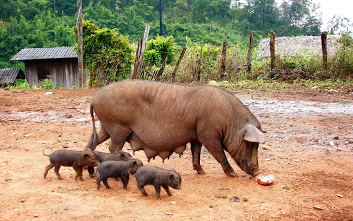 Herd of black pigs  from Chrome web store to be run with OffiDocs Chromium online