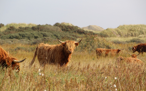 Herd of bulls  from Chrome web store to be run with OffiDocs Chromium online