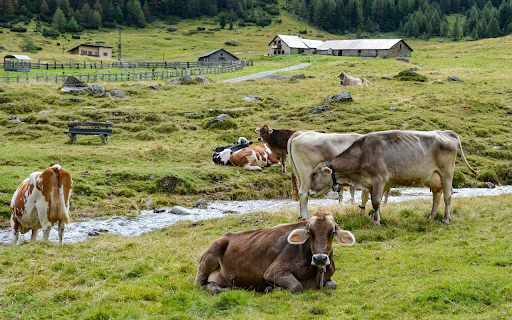 Herd of cows by the stream  from Chrome web store to be run with OffiDocs Chromium online