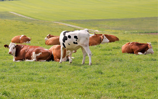Herd of cows on grass field  from Chrome web store to be run with OffiDocs Chromium online