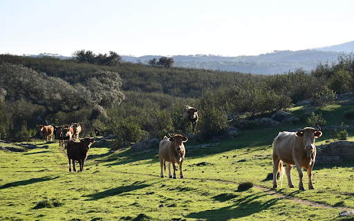 herd of cows on the mountain  from Chrome web store to be run with OffiDocs Chromium online