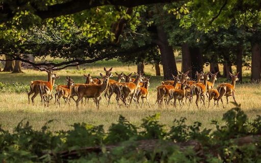 Herd of deer  from Chrome web store to be run with OffiDocs Chromium online