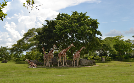 Herd of deer under the canopy of trees  from Chrome web store to be run with OffiDocs Chromium online