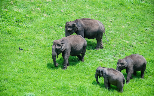 Herd of elephants on green grassland  from Chrome web store to be run with OffiDocs Chromium online