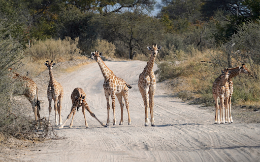 Herd of giraffes  from Chrome web store to be run with OffiDocs Chromium online