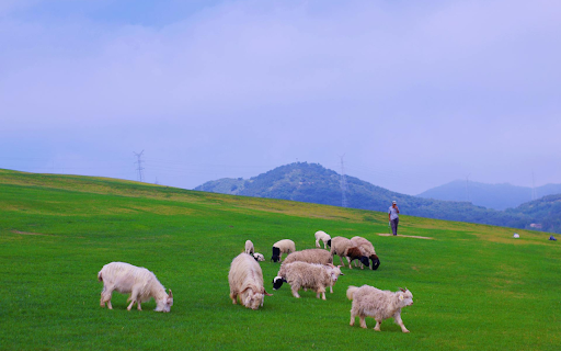 Herd of Goats on a Green Grassy Hill  from Chrome web store to be run with OffiDocs Chromium online