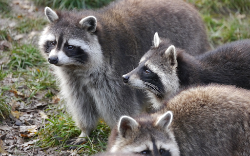 Herd of gray bears  from Chrome web store to be run with OffiDocs Chromium online