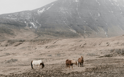 Herd of horses on rocky mountains  from Chrome web store to be run with OffiDocs Chromium online