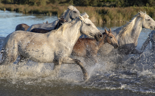 Herd of horses running in the water  from Chrome web store to be run with OffiDocs Chromium online