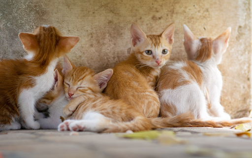 Herd of kittens  from Chrome web store to be run with OffiDocs Chromium online