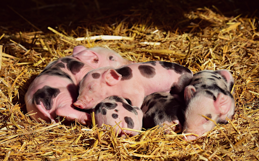 herd of piglets  from Chrome web store to be run with OffiDocs Chromium online
