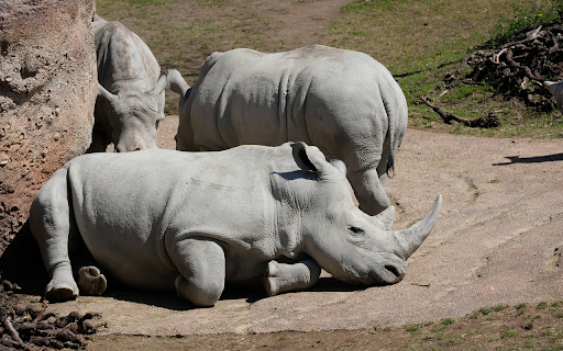 Herd of rhinos basking in the sun  from Chrome web store to be run with OffiDocs Chromium online