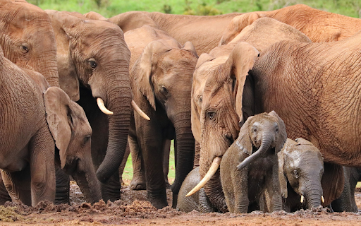 Herd of wild elephants  from Chrome web store to be run with OffiDocs Chromium online