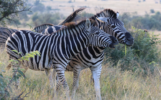 Herd of Zebras on the Wild Grass  from Chrome web store to be run with OffiDocs Chromium online
