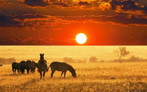 Herd of Zebras: Striped Beauties of the Savannah  from Chrome web store to be run with OffiDocs Chromium online