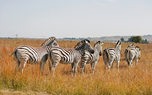 Herd of zebras walking  from Chrome web store to be run with OffiDocs Chromium online