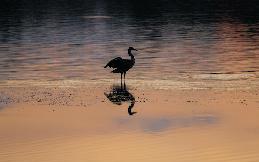 Heron on Lake at Sunset  from Chrome web store to be run with OffiDocs Chromium online
