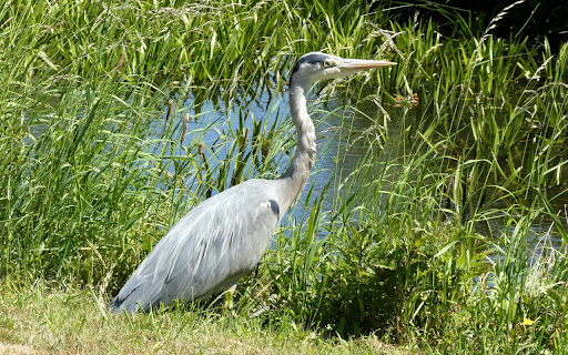 Heron on the Grass  from Chrome web store to be run with OffiDocs Chromium online