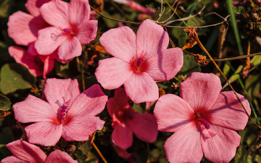 Hibiscus Escobariae Theme  from Chrome web store to be run with OffiDocs Chromium online
